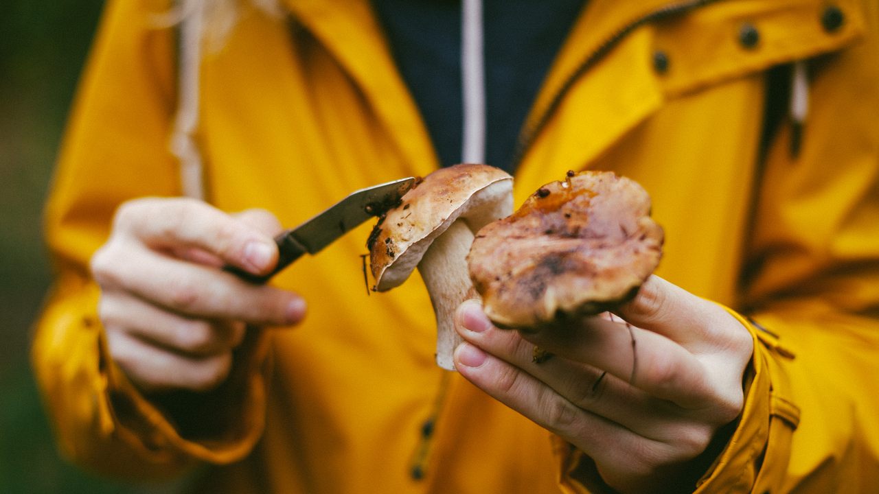Slovenia mushroom foraging